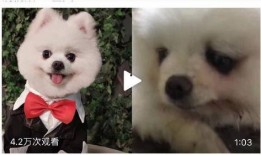 狗狗最新爆料视频播放下载,揭秘萌宠日常，下载观看笑翻天